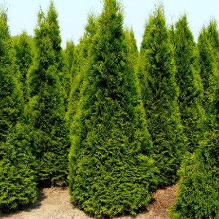 Thuja occidentalis "Smaragd" - tuja západná